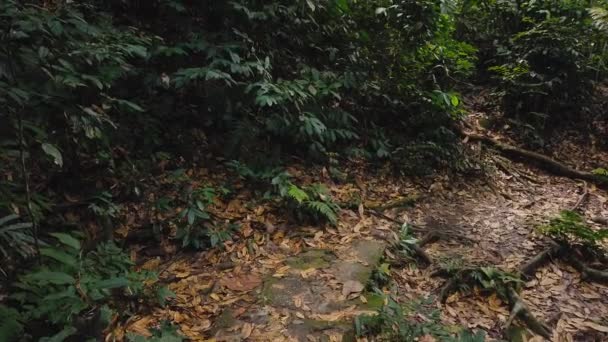 Bela Floresta Tropical Verde Natureza Exuberante — Vídeo de Stock