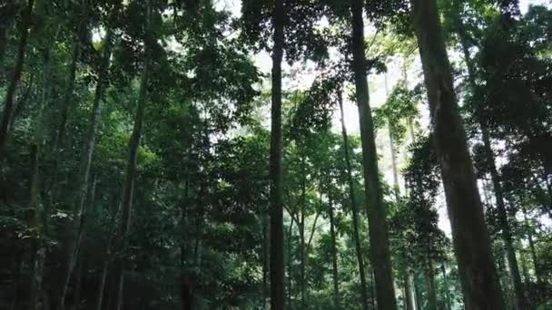 Hermosa Naturaleza Bosque Verde Tropical Exuberante — Vídeo de stock