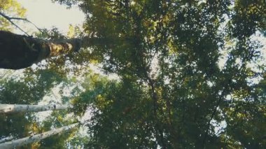 Yemyeşil güzel tropikal yeşil orman doğa