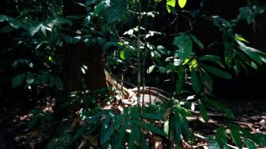 Görüntüleri kapatın, yosunlu kayanın içinden akan nehir akıntıları 