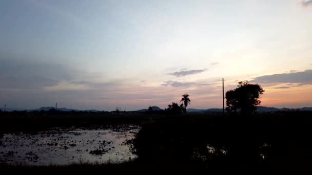 Imágenes de Timelapse del arrozal sobre el fondo del amanecer — Vídeo de stock