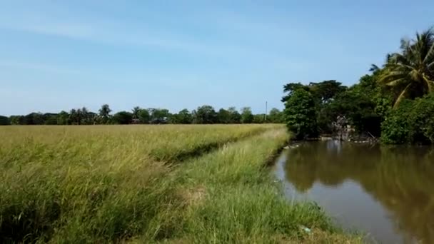 Timelapse imagens de campo verde com caules de arroz balançando nos sopros do vento . — Vídeo de Stock