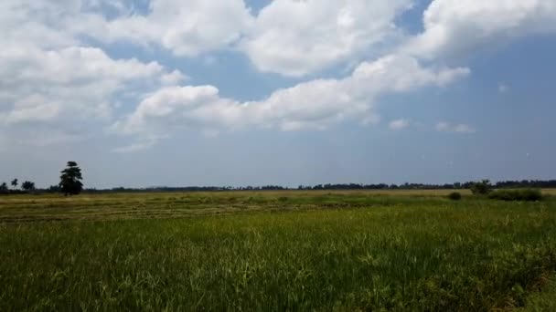 Timelapse metraje de campo verde con tallos de arroz balanceándose en el viento sopla . — Vídeo de stock