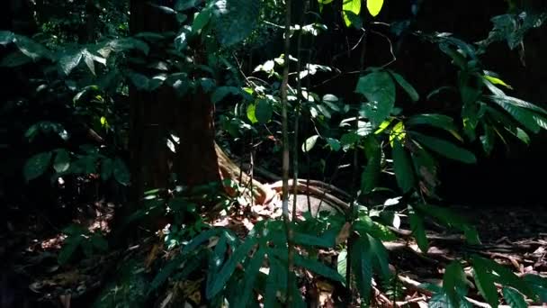 Gros plan, rapides fluviaux traversant une roche mousseuse  