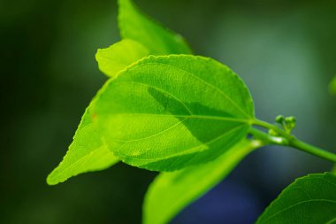 Yakın plan yeşil yapraklar ve sığ alan arkaplanı.