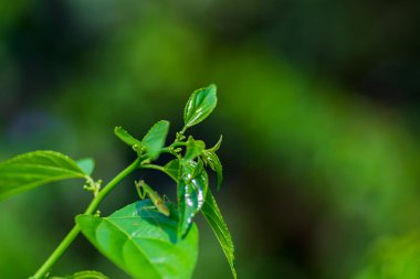 Yakın plan yeşil yapraklar ve sığ alan arkaplanı.