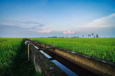 Huzurlu manzara, Selangor State 'de çeltik manzarası, Malezya mavi gökyüzüne ve bulutlu gökyüzüne karşı