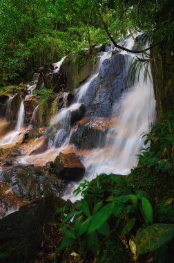 Tropikal yağmur ormanlarında akan şelale akıntısı ve taşı kaplayan yosunlar. seçici odak çekimi