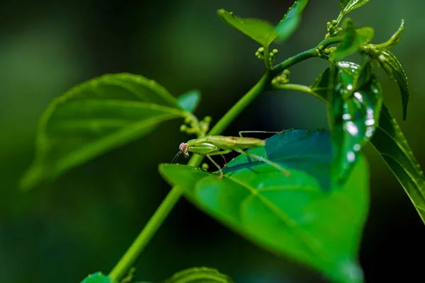 Close Uppatroon Van Verse Groene Bladeren Met Een Ondiepe Scherptediepte — Stockfoto