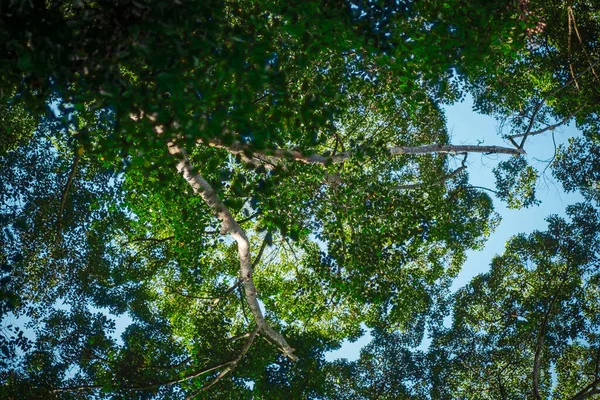 明るい晴れた日の下で自然組成 熱帯キャノピーの木の森 選択的フォーカスショット — ストック写真