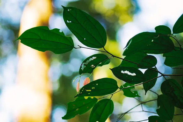 Patrón Primer Plano Las Hojas Con Efecto Retroiluminación Composición Naturaleza —  Fotos de Stock