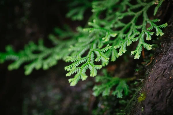 Schöne Farne Blätter Grünes Laub Gegen Flache Tiefenschärfe Hintergrund Der — Stockfoto
