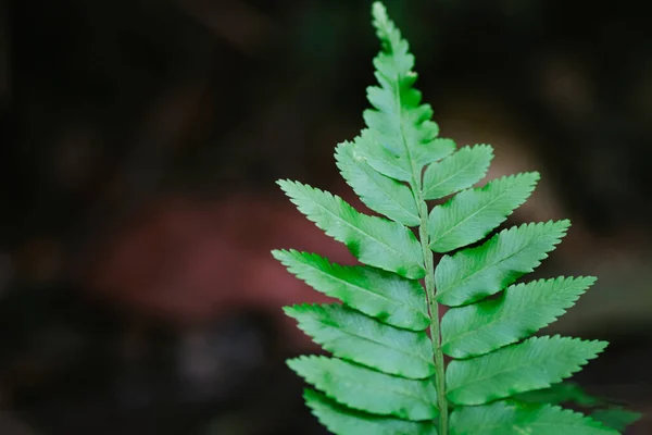 Natuurlijke Close Varenblad Tegen Ondiepe Scherptediepte Voor Achtergrond Milieu Concept — Stockfoto