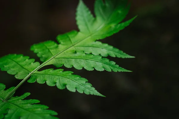 Natuurlijke Close Varenblad Tegen Ondiepe Scherptediepte Voor Achtergrond Milieu Concept — Stockfoto