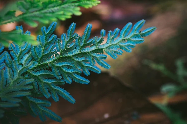 Schöne Farne Blätter Grün Gegen Flache Tiefenschärfe Hintergrund Der Natur — Stockfoto