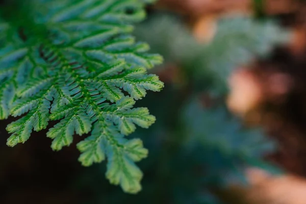 Schöne Farne Blätter Grün Gegen Flache Tiefenschärfe Hintergrund Der Natur — Stockfoto