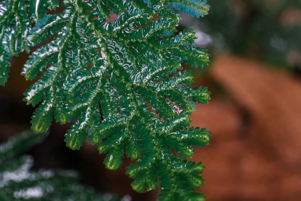 Lindas Samambaias Folhas Folhagem Verde Againts Profundidade Rasa Fundo Campo — Fotografia de Stock