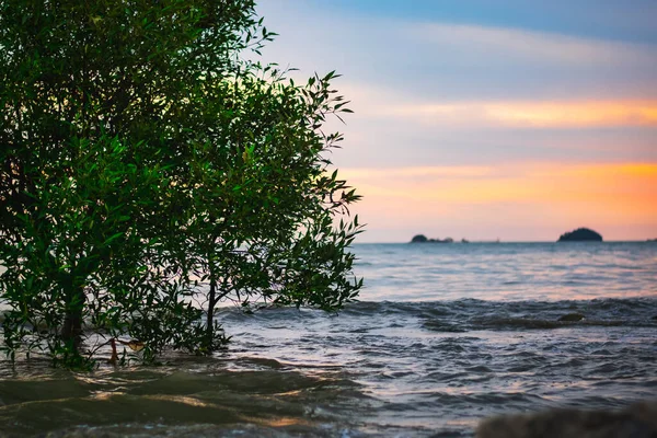 Concepção Solidão Uma Árvore Solitária Perto Praia Contra Pôr Sol — Fotografia de Stock