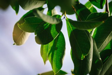 Arka plan efektli yaprakların yakın çekim deseni. Gürültü ve tahıl etkisiyle doğa bileşimi. seçici odak çekimi
