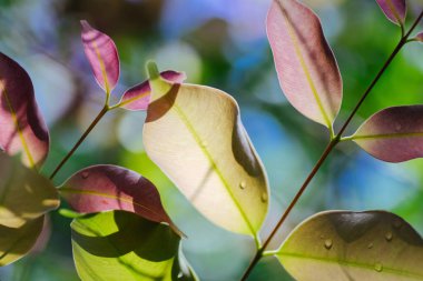 Arka plan efektli yaprakların yakın çekim deseni. Gürültü ve tahıl etkisiyle doğa bileşimi. seçici odak çekimi