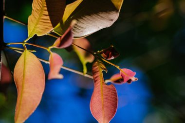 Arka plan efektli yaprakların yakın çekim deseni. Gürültü ve tahıl etkisiyle doğa bileşimi. seçici odak çekimi