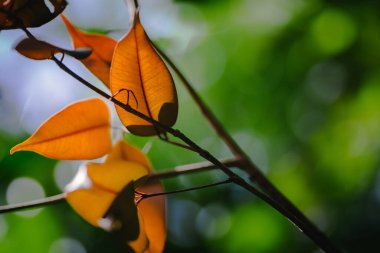 Arka plan efektli yaprakların yakın çekim deseni. Gürültü ve tahıl etkisiyle doğa bileşimi. seçici odak çekimi