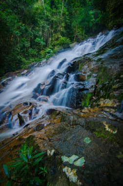 Tropikal yağmur ormanlarında akan şelale akıntısı ve taşın üzerindeki ıslak yosunlar. seçici odak çekimi