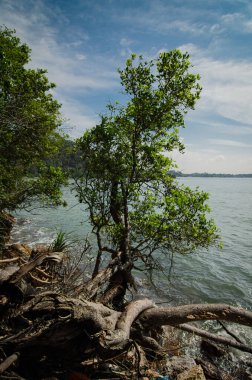 Doğadaki güzellik, tropikal deniz kıyısı, güneşli bir günde ve bulutlu bir gökyüzünde