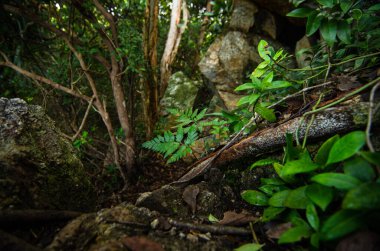 Doğal yakın plan tropikal yağmur ormanları arka plan ve çevre konsepti için sığ bir alan derinliği oluşturuyor