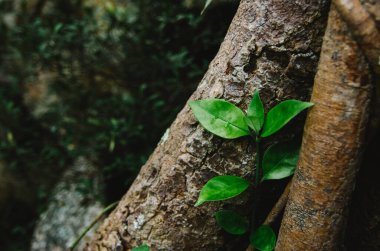 Doğal yakın plan yeşil yaprak arka plan ve çevre konsepti için sığ alan derinliği oluşturur