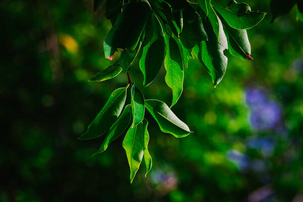 closeup pattern of leaves with backlight effect. nature composition with noise and grains effect. selective focus shot