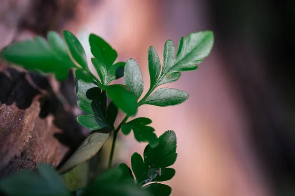 Natuurlijke Close Groen Blad Tegen Ondiepe Scherptediepte Voor Achtergrond Milieu — Stockfoto