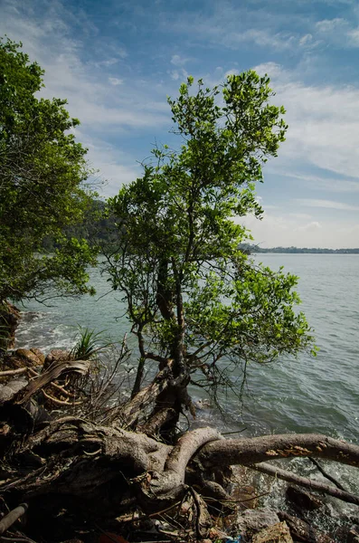 Doğadaki güzellik, tropikal deniz kıyısı, güneşli bir günde ve bulutlu bir gökyüzünde