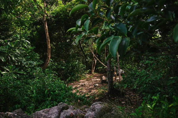 Природный Крупный План Тропических Лесов Охватывает Небольшую Глубину Почвы Концепции — стоковое фото