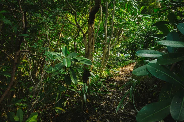 Природный Крупный План Тропических Лесов Охватывает Небольшую Глубину Почвы Концепции — стоковое фото
