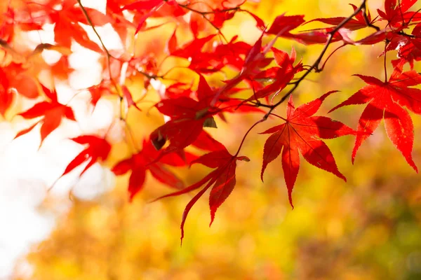 Autumn Maple Leaf Natural Background Colorful Foliage — Stock Photo, Image