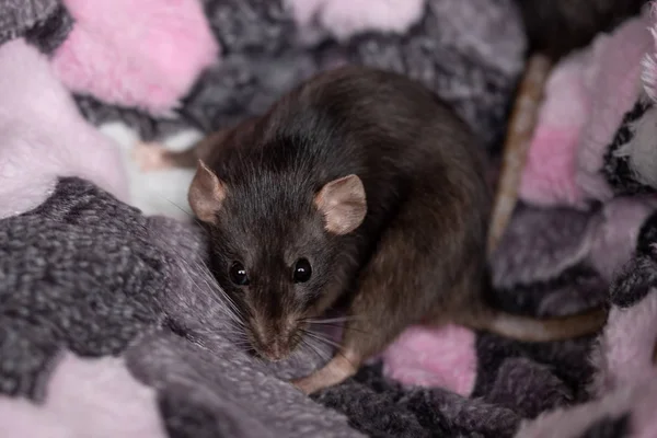 Одна маленькая черная крыса — стоковое фото