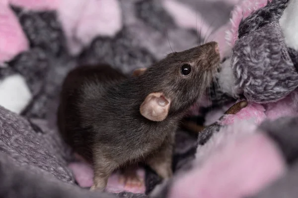 Um pequeno rato preto em um plai — Fotografia de Stock