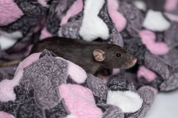 Een kleine zwarte rat in een Plai — Stockfoto