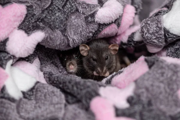 Dwa małe czarne szczury w Plai — Zdjęcie stockowe