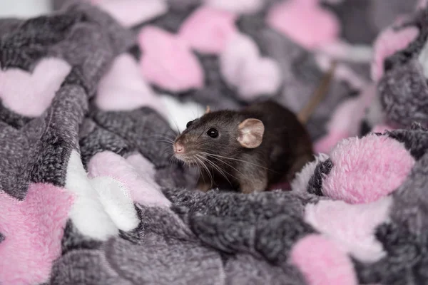 Jeden mały czarny szczur w a Plai — Zdjęcie stockowe