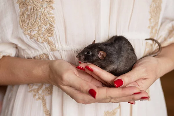 Jeden mały szczur na dłoniach dziewczyny — Zdjęcie stockowe