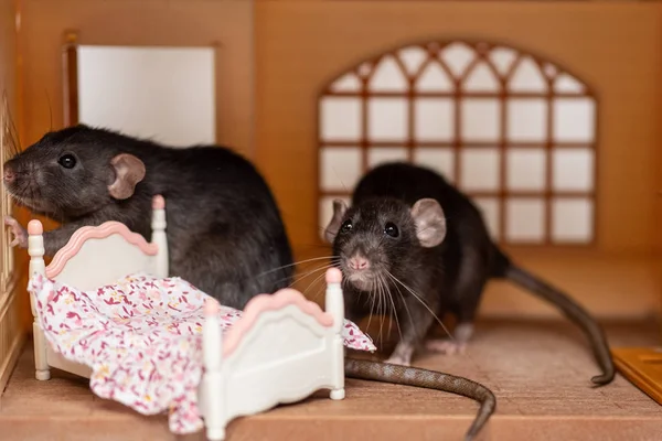 Dwa małe szczury w hous zabawki — Zdjęcie stockowe