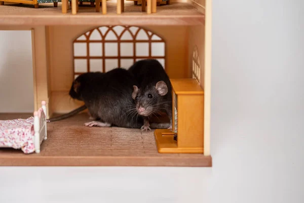 Två små råttor i en leksak hous — Stockfoto