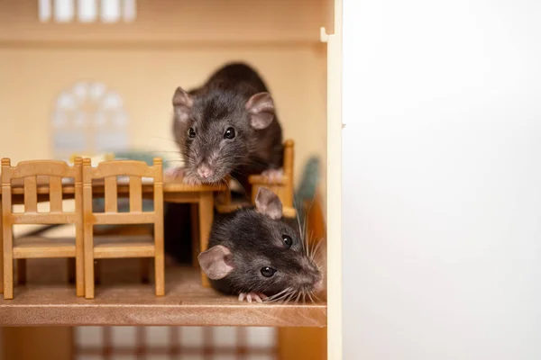 Dwa małe szczury w hous zabawki — Zdjęcie stockowe