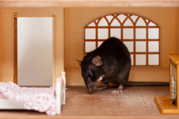 Jeden mały szczur w zabawkowym domu — Zdjęcie stockowe