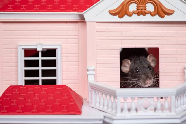 En liten råtta i ett leksaks hus — Stockfoto