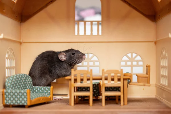 Egy kicsi patkány-ban egy Játékház — Stock Fotó