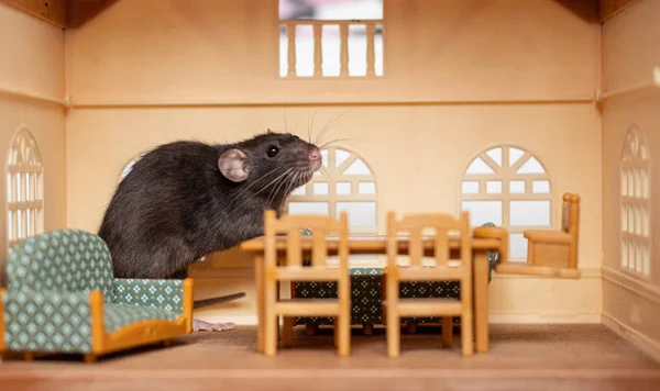 Jeden mały szczur w zabawkowym domu — Zdjęcie stockowe