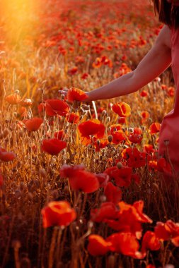 Gün batımında kırmızı haşhaş alan 